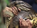 لحظه بلعیده شدن مرد از سوی مار آناکوندا  + عکس 