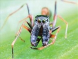   عنکبوت‌های مورچه‌نما 