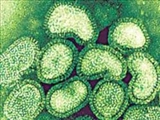 کشف پادتن جديدي در مبارزه با آنفلوآنزا 