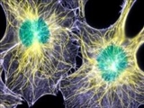 کشف تازه محقق ایرانی دانشگاه کالیفرنیا درباره هورمون استروژن