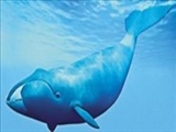 نهنگ‌قطبی، بهترین آوازه‌خوان اعماق اقیانوس 
