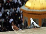 زیارت اهل بیت(ع) و امامزادگان بسته‌ کامل تعلیم و تربیت است