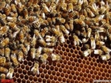 زنبورهاي سحرخيز با هوشترند 
