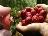 میوه ای که تومورهای سرطانی حیوانات را نابود می کند 