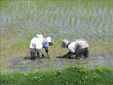 تاثير پديده گرمايش زمين در کاهش محصول برنج 