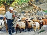 سفر به سرزمین پنیر 