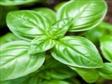 گیاهی دارویی برای تقویت حافظه