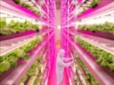 فیلم/ ساخت مزرعه‌هایی بر مبنای نور «ال ای دی»