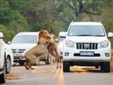 صحنه نادر شکار شیرها وسط جاده + عکس 
