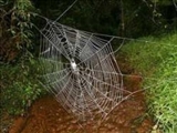 بزرگترين تار عنکبوت جهان 