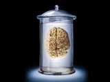 جستجوي تفاوت هاي زنان و مردان در مغز 