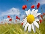 آدم‌ها ۲ دسته‌اند: عده‌ای داشتنی و عده‌ای بودنی 