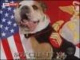 درجه نظامی برای سگ امریکایی ! 